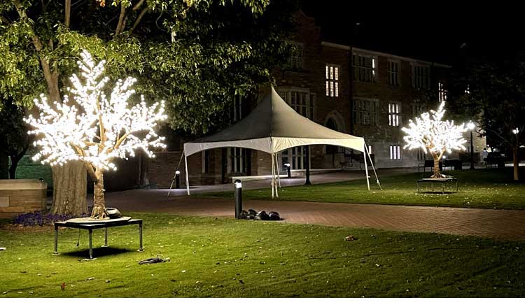 Light Up Tree Lights