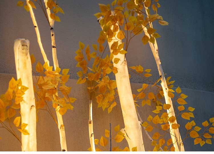 Lighted Birch Tree